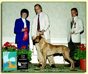 Rhodesian Ridgeback