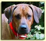 Rhodesian Ridgeback