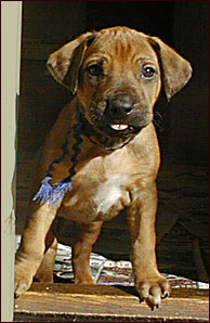 Rhodesian Ridgeback Ch Sengei's Desperado "Jesse" at3 weeks