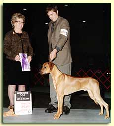 Rhodesian Ridgeback