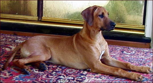 Rhodesian Ridgeback  "Jesse" 