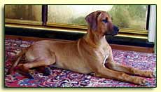 Rhodesian Ridgeback