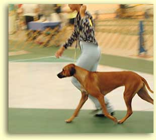 Marcie & Chili strut their stuff in the show ring