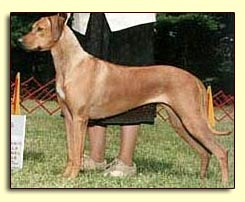 Rhodesian Ridgeback female Ch Rouxridge Celtic Matrix, JC "Caele"