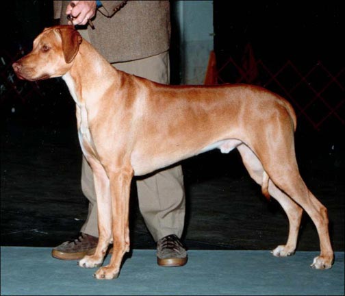 Rhodesian Ridgeback - DC Sengei's High Plains Drifter "Bantu"