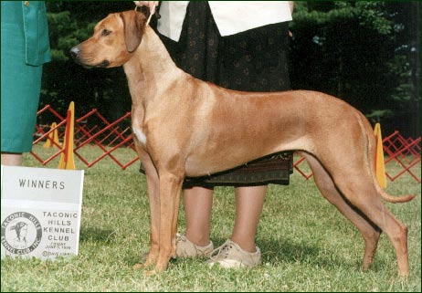 Rhodesian Ridgeback female Ch Rouxridge Celtic Matrix, JC