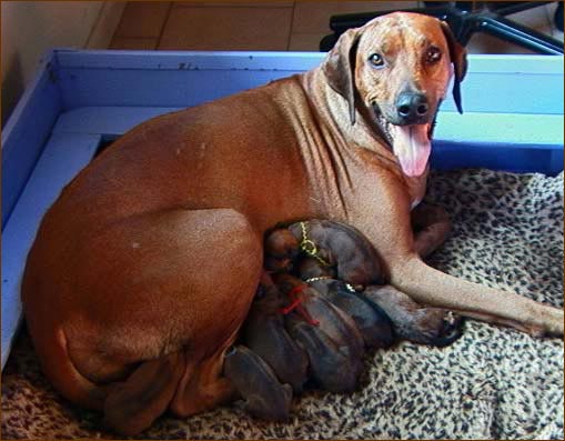 Rhodesian Ridgeback female with newborn pups - Ch Rouxridge's Celtic Matrix, JC "Caele"