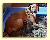 Rhodesian Ridgeback female with newborn pups