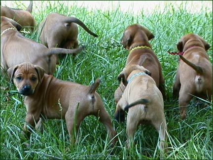 Rhodesian Ridgeback pups in grass