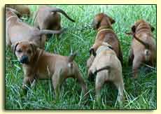 Rhodesian Ridgeback pups, 5 weeks old, in field