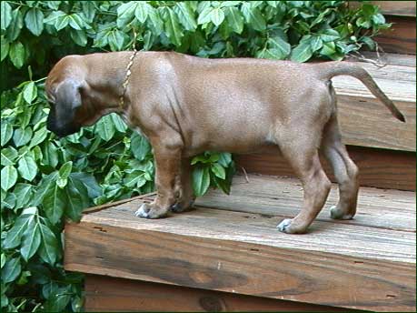 Rhodesian Ridgeback female pup at 6 weeks