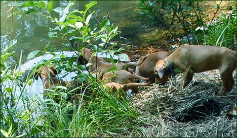 Rhodesian Ridgeback litter explores the pond