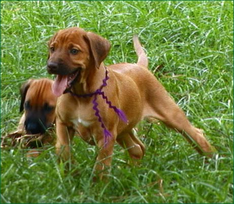 Rhodesian Ridgeback livernose puppy "Jewel"