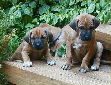 Rhodesian Ridgeback pups with masks