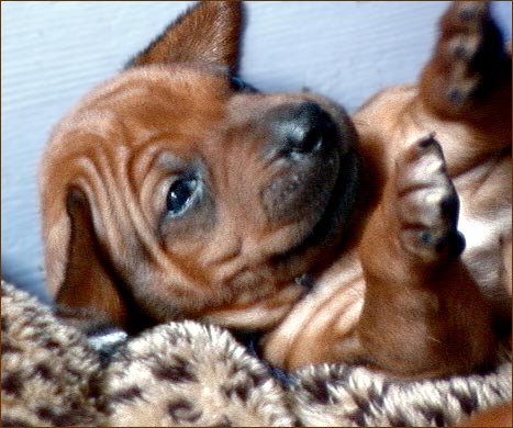 Rhodesian Ridgeback puppy "Homer" at 3 weeks