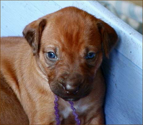 Rhodesian Ridgeback livernosed puppy "Jewel"