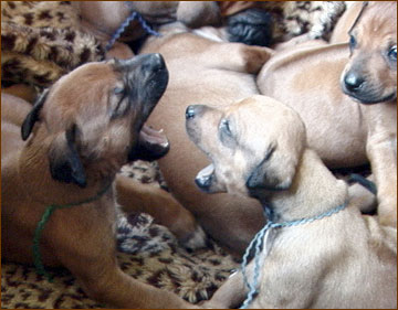 Rhodesian Ridgeback pups at dominance play (third week)