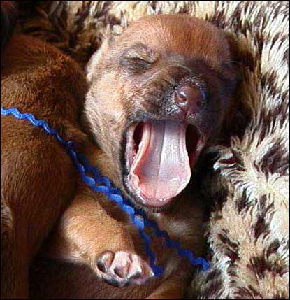 Rhodesian Ridgeback livernosed puppy "Jewel" at 2 weeks