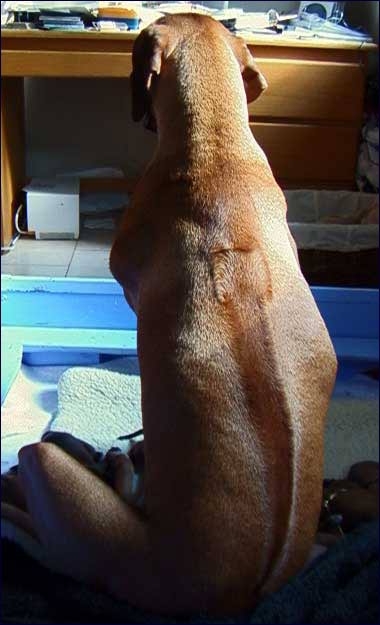 Rhodesian Ridgeback, showing ridge