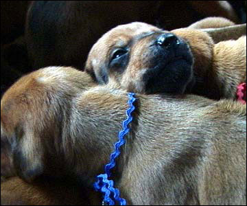 Rhodesian Ridgeback pups at 2 weeks