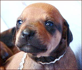 Rhodesian Ridgeback puppy, face study at 2 weeks