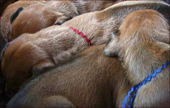 Rhodesian Ridgeback puppies 2 weeks old