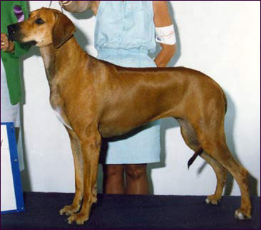 Rhodesian Ridgeback Ch Ketaru's Tropeco Tigre